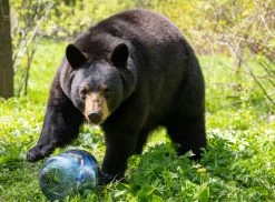 BearVault BV450 Jaunt Bear Canister 19 BearVault BV450 Jaunt Bear Canister -Cheap Health & Safety Store 7ae88105 c3a7 4b07 b042 9b7363bf3743