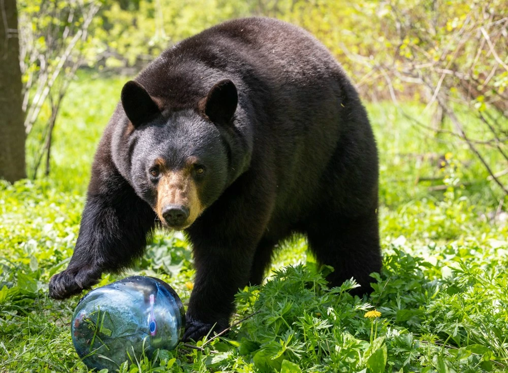 BearVault BV450 Jaunt Bear Canister 9 BearVault BV450 Jaunt Bear Canister - Image 9