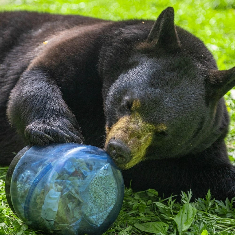 BearVault BV450 Jaunt Bear Canister 10 BearVault BV450 Jaunt Bear Canister - Image 10