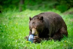 BearVault BV425 Sprint Bear Canister -Cheap Health & Safety Store a0586d54 787f 49a4 a3c7 cc30dd87ff50