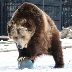 BearVault BV475 Trek Bear Canister -Cheap Health & Safety Store f4e586c2 97bd 4c96 aa70 4db3e1b05aae